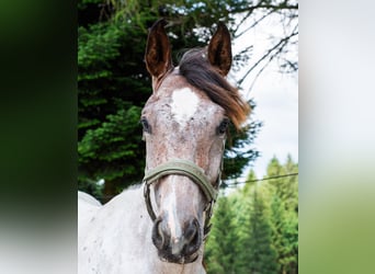 Zangersheider, Hengst, 2 Jahre, 165 cm, Roan-Bay