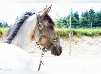 Zangersheider, Hengst, 2 Jahre, 165 cm, Roan-Bay