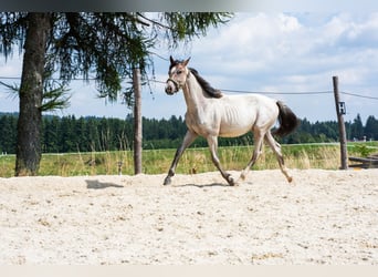 Zangersheider, Hengst, 2 Jahre, 165 cm, Roan-Bay