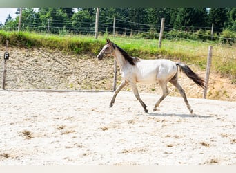 Zangersheider, Hengst, 2 Jahre, 165 cm, Roan-Bay