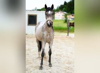 Zangersheider, Hengst, 2 Jahre, 165 cm, Roan-Bay