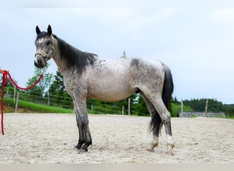 Zangersheider, Hengst, 2 Jahre, 165 cm, Roan-Bay