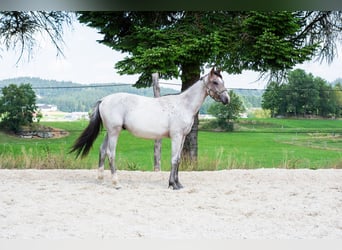 Zangersheider, Hengst, 2 Jahre, 165 cm, Roan-Bay