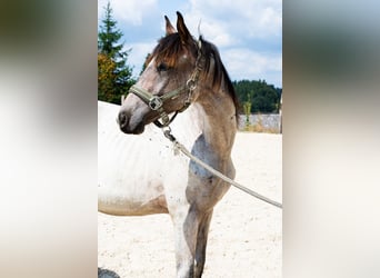 Zangersheider, Hengst, 2 Jahre, 165 cm, Roan-Bay