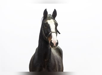 Zangersheider, Hengst, 2 Jahre, 166 cm, Brauner