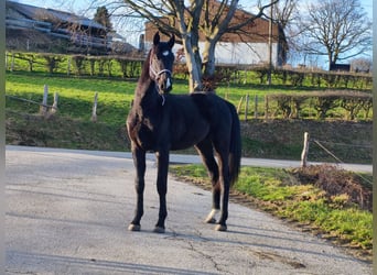 Zangersheider Mix, Hengst, 2 Jahre, 167 cm, Dunkelbrauner