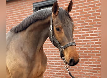 Zangersheider, Hengst, 2 Jahre, 168 cm, Dunkelbrauner