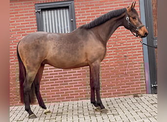 Zangersheider, Hengst, 2 Jahre, 168 cm, Dunkelbrauner