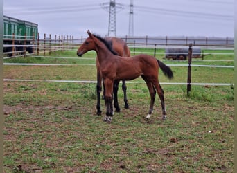 Zangersheider, Hengst, 2 Jahre, 168 cm