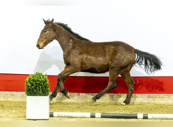 Zangersheider, Hengst, 2 Jahre, 169 cm, Brauner