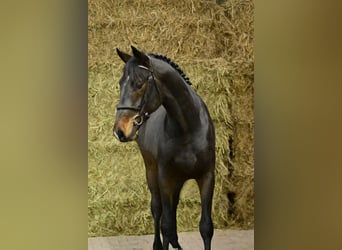 Zangersheider, Hengst, 2 Jahre, 170 cm, Dunkelbrauner