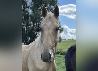 Zangersheider, Hengst, 2 Jahre, 170 cm, Palomino