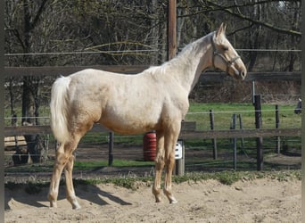 Zangersheider, Hengst, 2 Jahre, 170 cm, Palomino