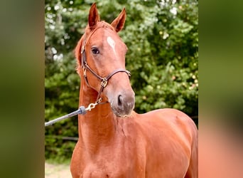 Zangersheider, Hengst, 2 Jahre, 172 cm, Fuchs