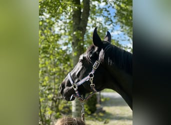 Zangersheider, Hengst, 2 Jahre, 180 cm, Dunkelbrauner