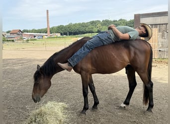 Zangersheider, Hengst, 3 Jahre, 150 cm, Brauner