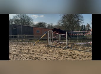 Zangersheider, Hengst, 3 Jahre, 150 cm, Brauner