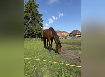 Zangersheider, Hengst, 3 Jahre, 150 cm, Brauner