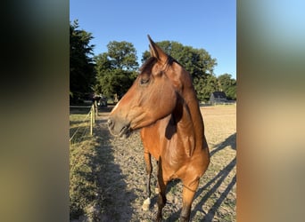 Zangersheider, Hengst, 3 Jahre, 150 cm, Brauner