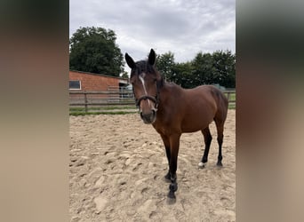 Zangersheider, Hengst, 3 Jahre, 150 cm, Brauner