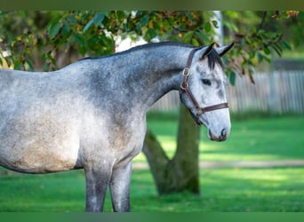 Zangersheider, Hengst, 3 Jahre, 156 cm, Schimmel