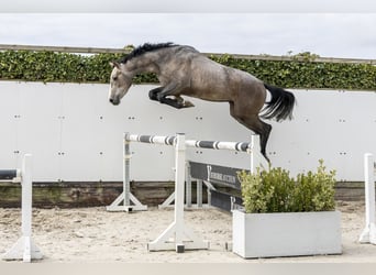 Zangersheider, Hengst, 3 Jahre, 161 cm, Schimmel