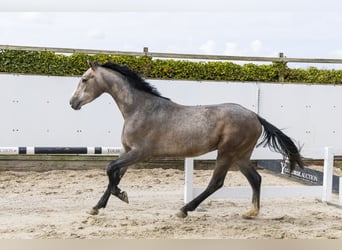 Zangersheider, Hengst, 3 Jahre, 161 cm, Schimmel