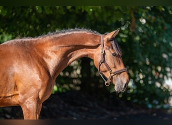 Zangersheider, Hengst, 3 Jahre, 162 cm, Brauner
