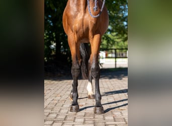 Zangersheider, Hengst, 3 Jahre, 162 cm, Brauner