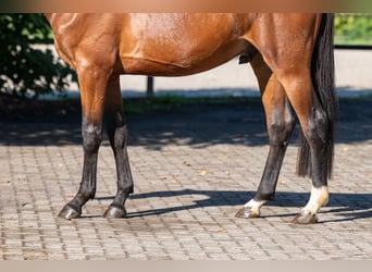 Zangersheider, Hengst, 3 Jahre, 162 cm, Brauner