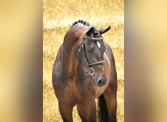 Zangersheider, Hengst, 3 Jahre, 162 cm, Dunkelbrauner