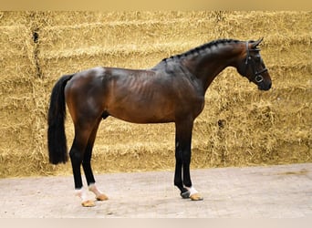 Zangersheider, Hengst, 3 Jahre, 162 cm, Dunkelbrauner