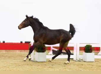 Zangersheider, Hengst, 3 Jahre, 163 cm, Dunkelbrauner