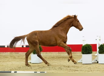 Zangersheider, Hengst, 3 Jahre, 163 cm, Fuchs