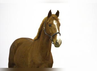 Zangersheider, Hengst, 3 Jahre, 163 cm, Fuchs