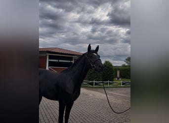 Zangersheider, Hengst, 3 Jahre, 163 cm, Rappe