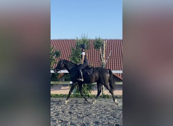 Zangersheider, Hengst, 3 Jahre, 163 cm, Rappe