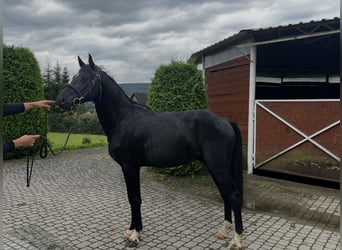 Zangersheider, Hengst, 3 Jahre, 163 cm, Rappe