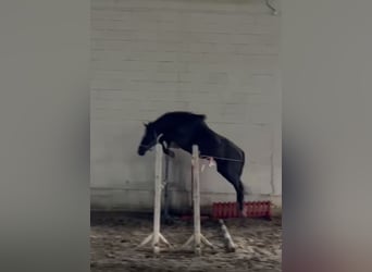 Zangersheider, Hengst, 3 Jahre, 163 cm, Rappe