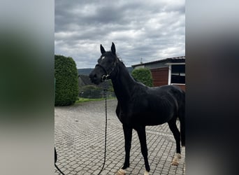 Zangersheider, Hengst, 3 Jahre, 163 cm, Rappe