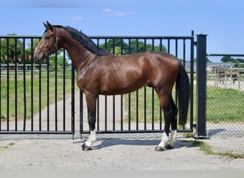 Zangersheider, Hengst, 3 Jahre, 163 cm, Rotbrauner