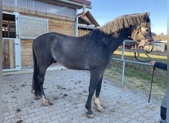 Zangersheider, Hengst, 3 Jahre, 164 cm