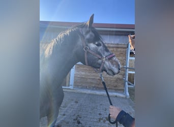 Zangersheider, Hengst, 3 Jahre, 164 cm