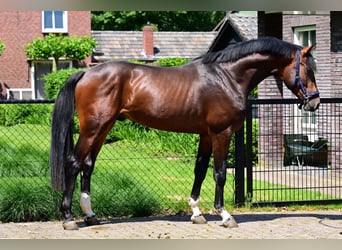 Zangersheider, Hengst, 3 Jahre, 165 cm, Brauner