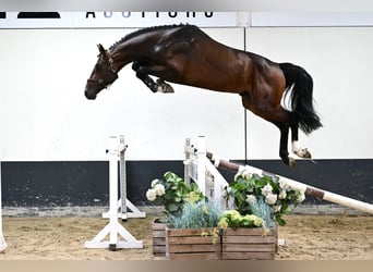 Zangersheider, Hengst, 3 Jahre, 165 cm, Brauner
