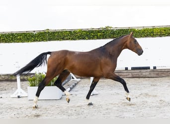 Zangersheider, Hengst, 3 Jahre, 165 cm, Brauner