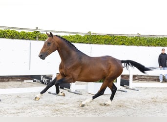 Zangersheider, Hengst, 3 Jahre, 165 cm, Brauner