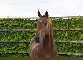 Zangersheider, Hengst, 3 Jahre, 165 cm, Brauner