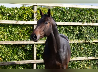 Zangersheider, Hengst, 3 Jahre, 165 cm, Dunkelbrauner