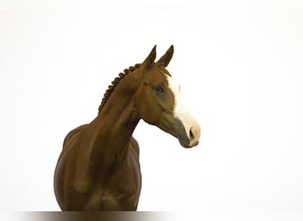 Zangersheider, Hengst, 3 Jahre, 165 cm, Fuchs